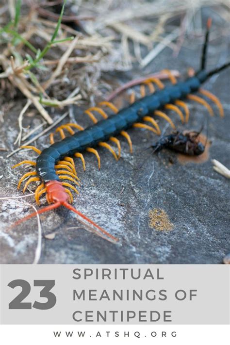 what do centipedes mean spiritually|What Do Centipedes Mean Spiritually .